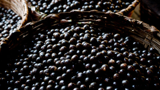 Açaí Origin