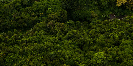 Preserving the Amazon Rainforest