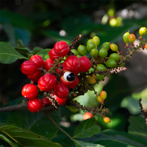 Organic Guarana Powder