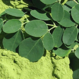 Organic Moringa Oleifera Leaf Powder - Universal Taste