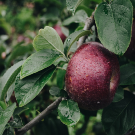 Organic Apple Powder - Universal Taste